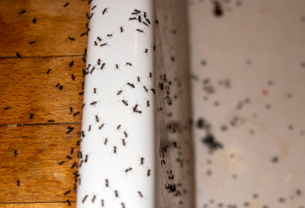 Best Emergency Pest Control  in Larksville, PA