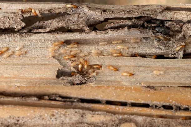 Best Emergency Pest Control  in Larksville, PA